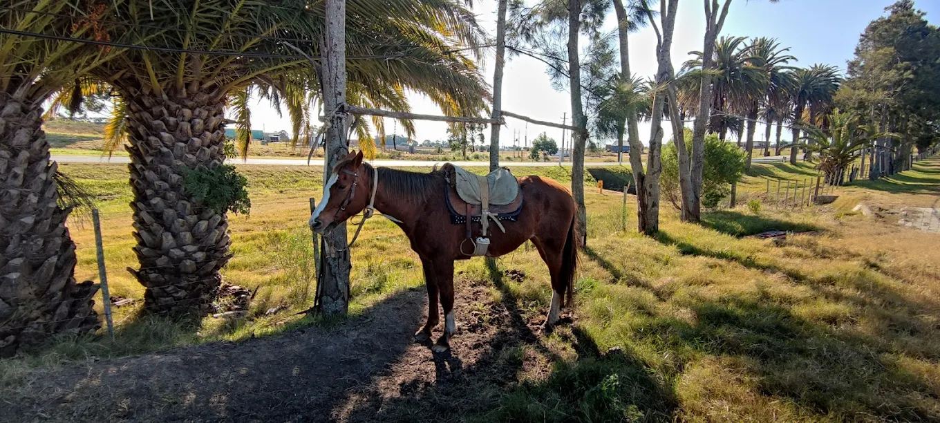Horseback riding experience in Colonia del Sacramento
