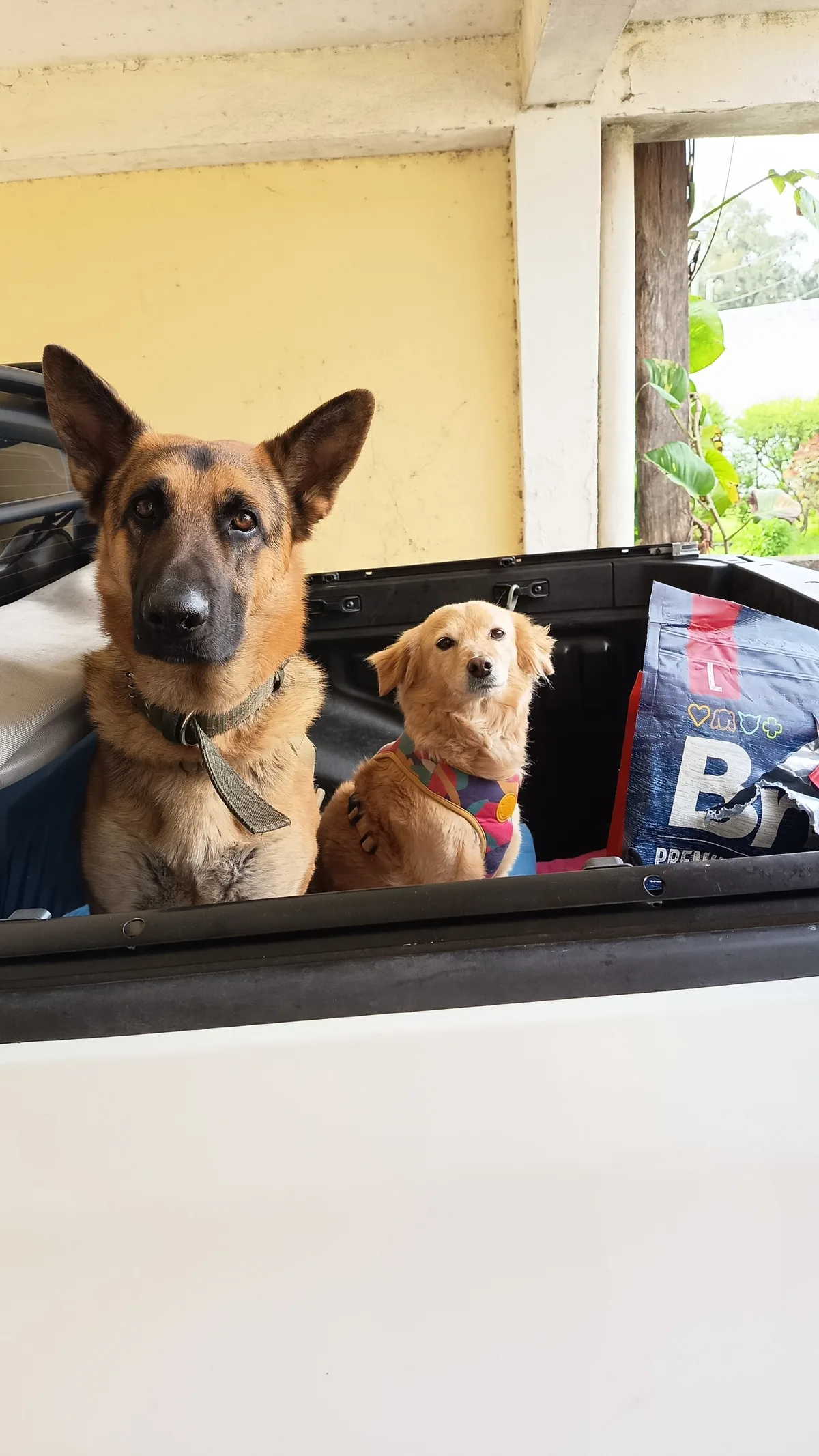 Lupa and Jack dog walking experience in Colonia del Sacramento